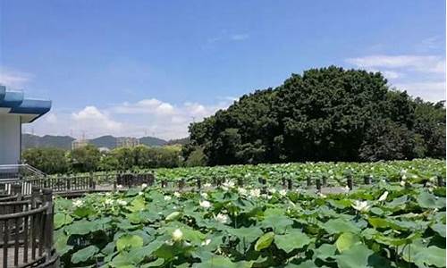 洪湖公园有什么好玩,洪湖公园有什么好玩的地方