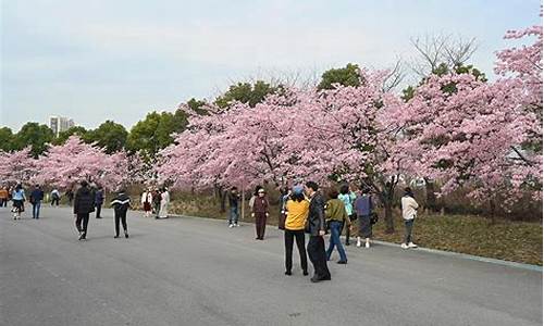 顾村公园樱花节游记300字,顾村公园樱花节游记