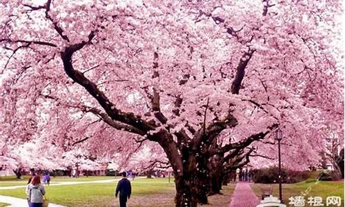 顾村公园樱花还开着吗,顾村公园樱花节简介