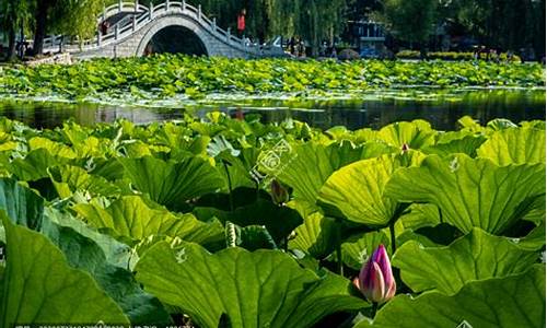 长春南湖公园荷花,长春南湖公园荷花池离哪个门近