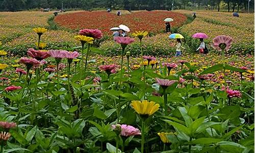 奥林匹克森林公园赏花_奥林匹克森林公园赏花从哪个门进