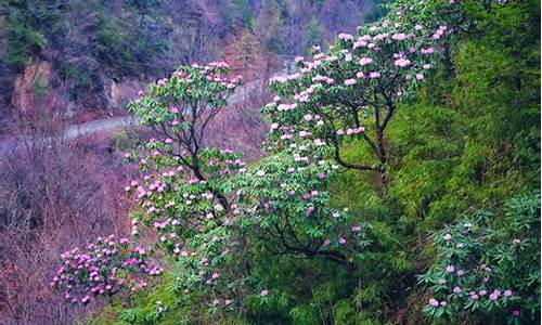 木王山杜鹃花海,木王森林公园杜鹃花什么时候开