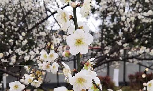 广州香雪公园在哪里,广州日报香雪公园桃花