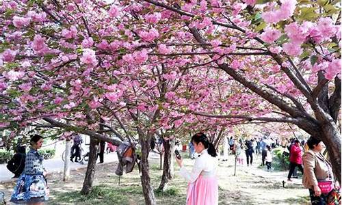 鹤壁旅游景点大全樱花_鹤壁看樱花路线