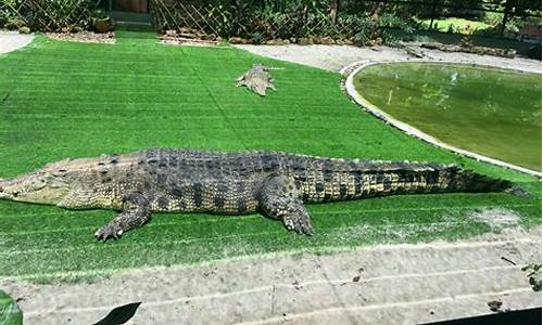 gatorland鳄鱼公园_兰卡威鳄鱼公园