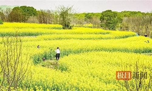 武汉森林公园油菜花开了吗_武汉森林公园油菜花