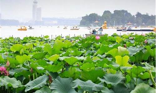 玄武湖公园荷花-玄武湖公园荷花池在哪里