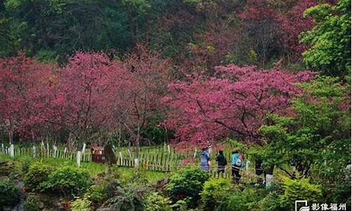 福州森林公园赏花景点-福州森林公园赏花