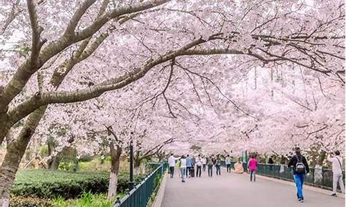 中山公园樱花什么时候开,中山公园樱花开了