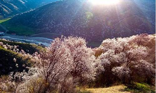 新疆春季旅游攻略一日游,新疆春天旅游景点